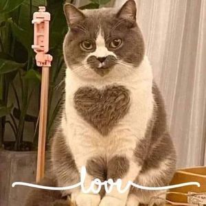 Meet your Posher, Joni